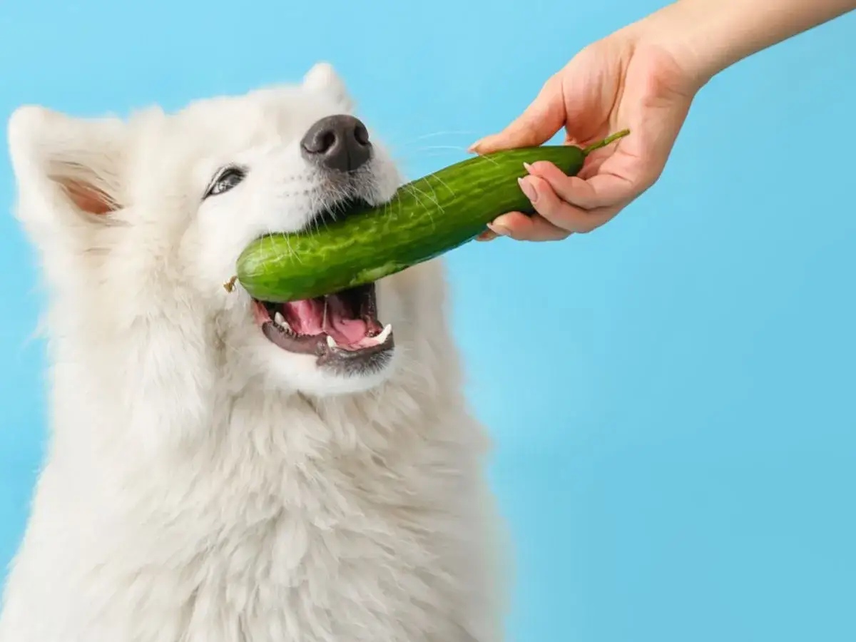 Czy pies może jeść ogórki gruntowe? Bezpieczna przekąska czy niebezpieczeństwo?