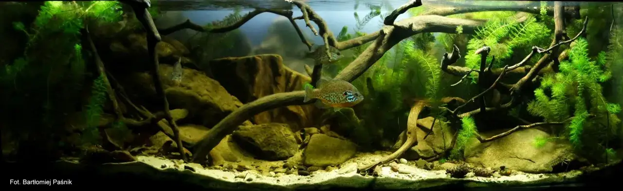 Jakie rybki do akwarium 112l - najlepsze gatunki i ich wymagania