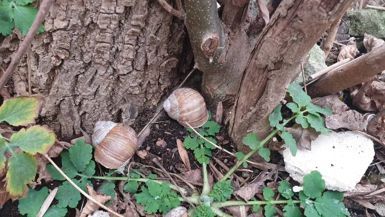 Jak rozmnażają się winniczki? Fascynujący proces i tajemnice ich życia