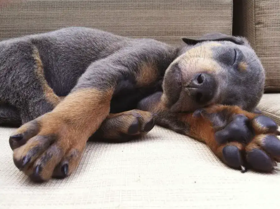 Ile kosztuje szczeniak dobermana? Poznaj ceny i ważne czynniki