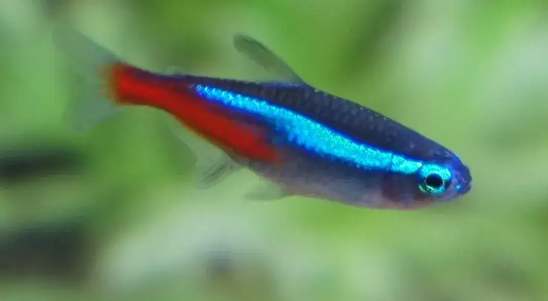 Jak długo żyją neonki? Kluczowe czynniki wpływające na ich życie