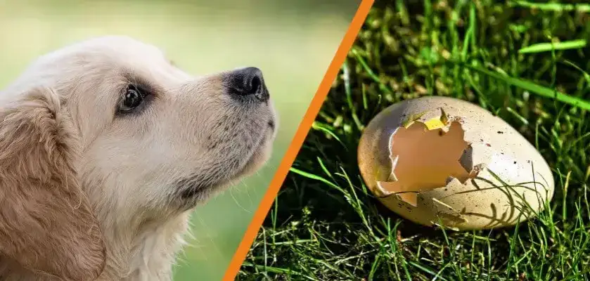 Czy pies może jeść skorupki od jajka? Sprawdź korzyści i ryzyko