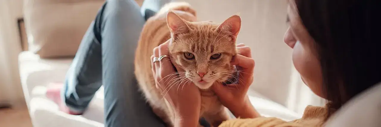 Flöhe erkennen: Anzeichen und Tipps zur Identifizierung im Zuhause