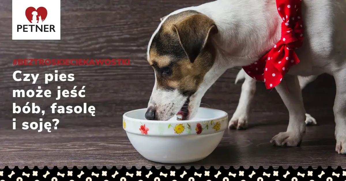 Czy pies może jeść fasolę czerwoną? Sprawdź, co musisz wiedzieć