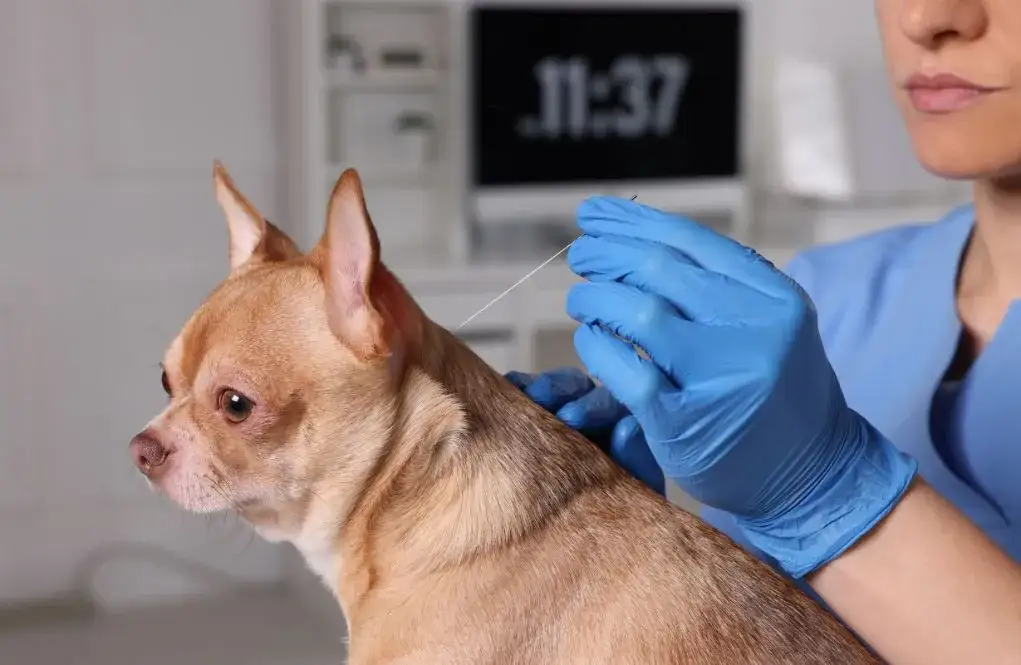 Akupunktura dla psa - jak może poprawić zdrowie Twojego pupila?