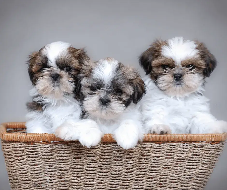 Ile kosztuje szczeniak shih tzu? Ceny, które zaskoczą przyszłych właścicieli
