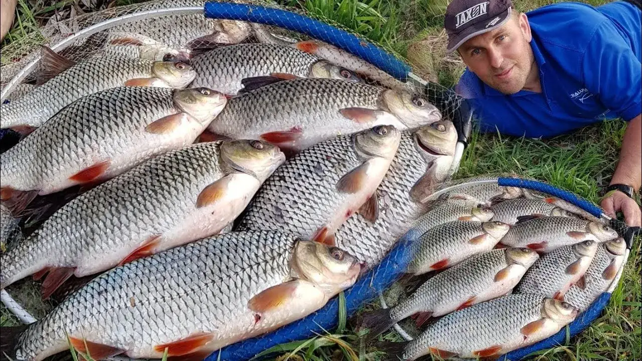Najlepsze przynęty na płocie - uniknij błędów w łowieniu bream