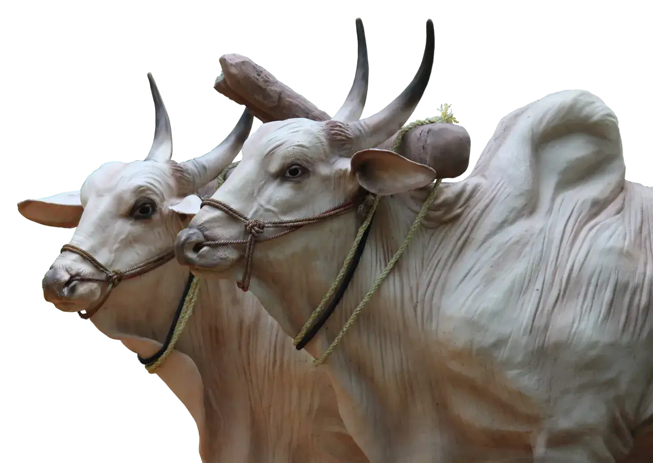 Symbolika krowy: poznaj znaczenie świętego zwierzęcia w kulturach świata