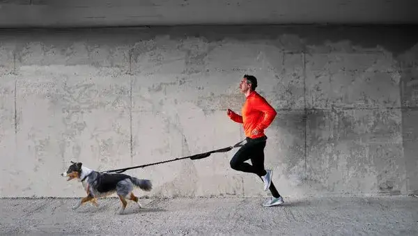 Cinturón para correr con perro: la solución para disfrutar sin molestias