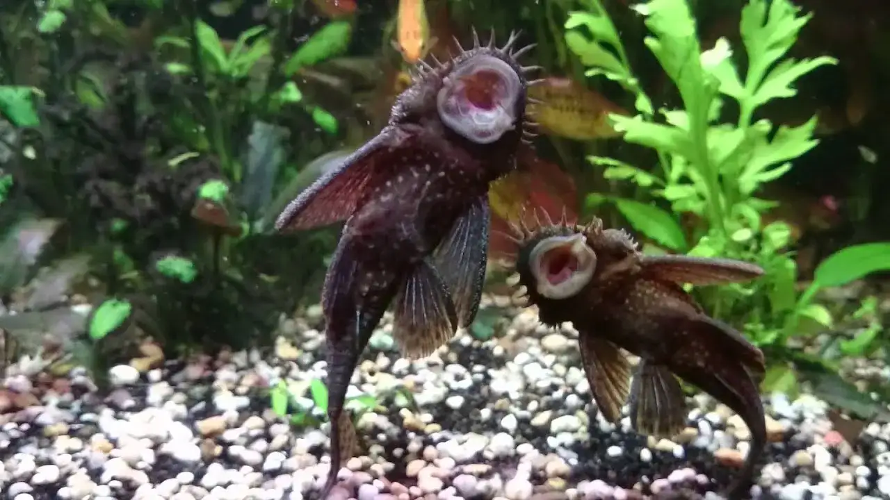 Ile glonojadów w akwarium? Kluczowe zasady dla zdrowych ryb