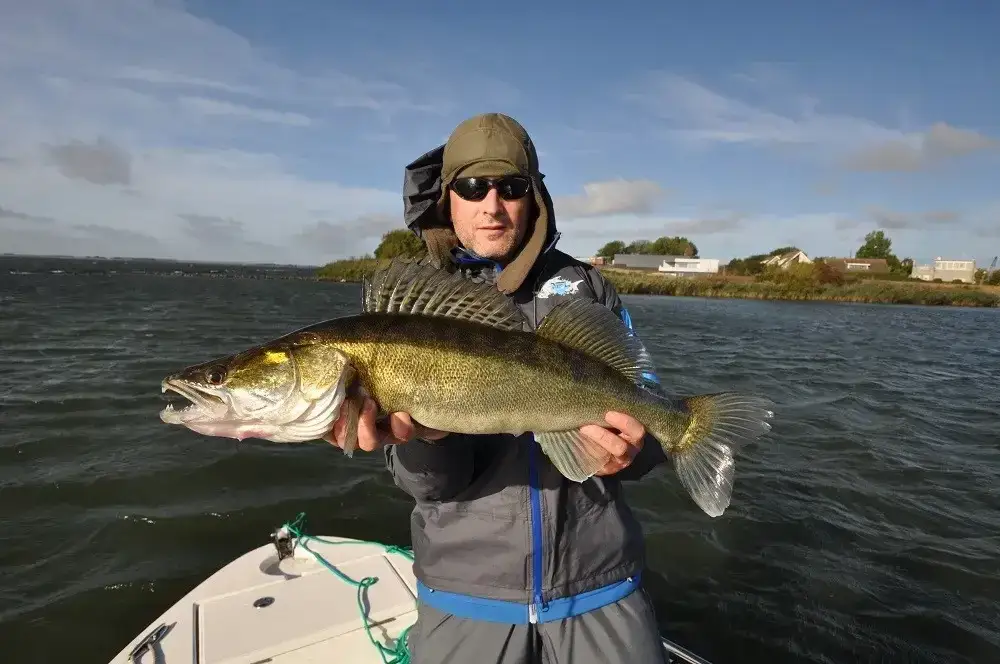 Czym się żywi sandacz? Odkryj jego zaskakujące nawyki żywieniowe