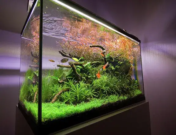 Gdzie oddać rybki akwariowe, aby zapewnić im lepszy dom?