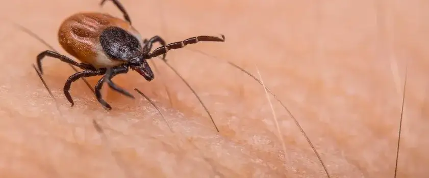 Co zrobić jak ugryzie kleszcz? Ważne kroki, by uniknąć zakażenia