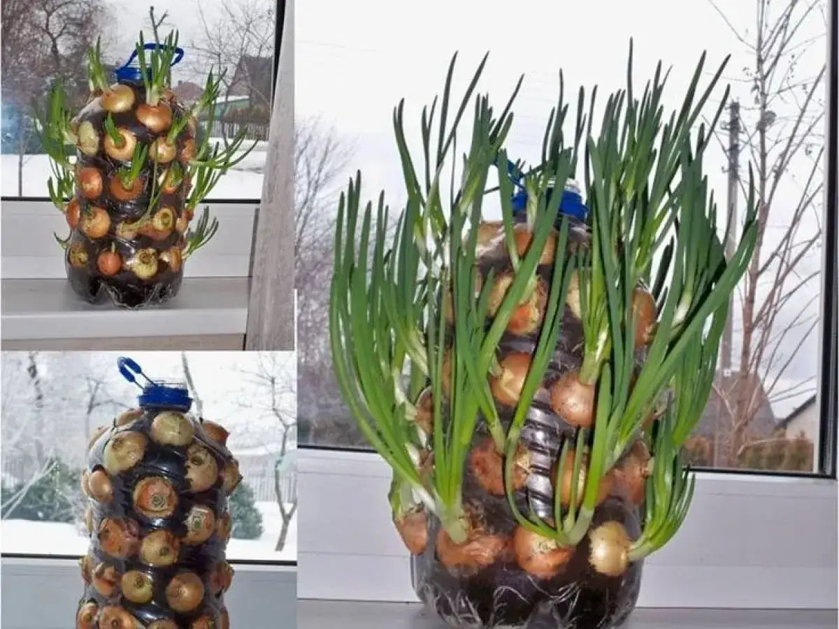 Poznaj kreatywne sposoby na wykorzystanie butelek plastikowych w ogrodzie