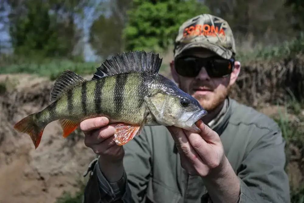 Skuteczne sztuczne przynęty na okonia, które musisz znać