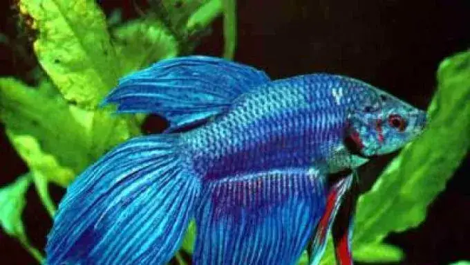 Po jakim czasie wpuszczać rybki do akwarium, aby uniknąć stresu?