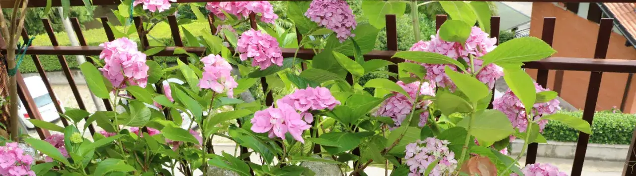 Jakie rośliny na balkon północny - najlepsze rośliny do cienia