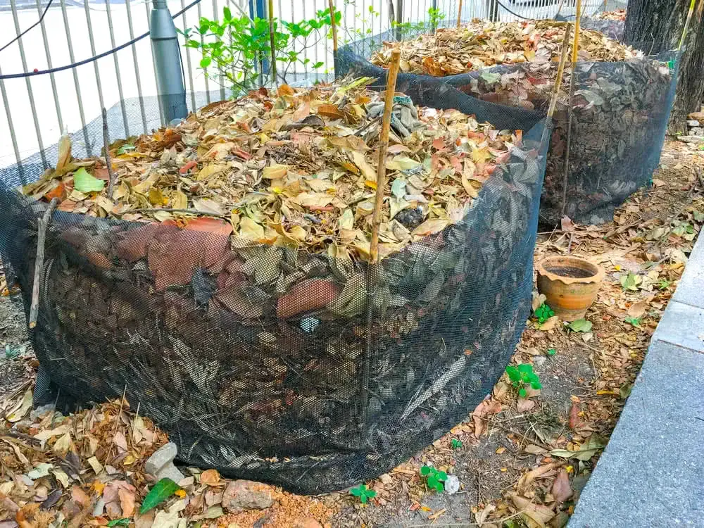 Czy liście dębu nadają się na kompost? Poznaj zalety i wady