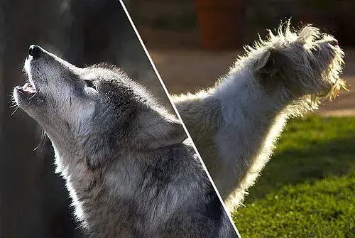 Was ist ein Hund? Die überraschende Wahrheit über unsere besten Freunde