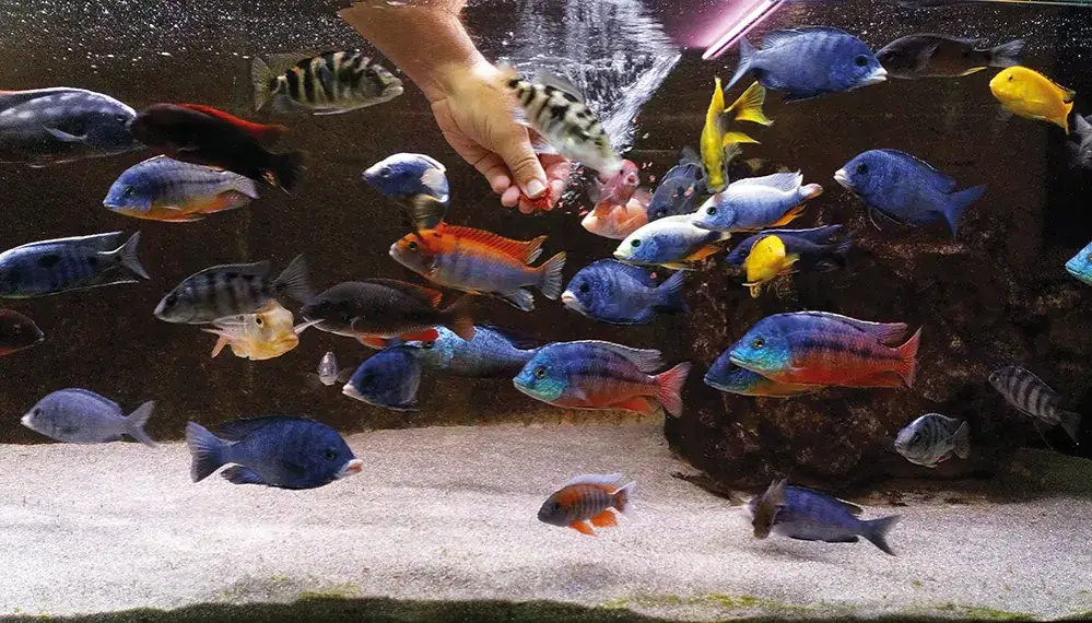 Czy pyszczaki mogą być ze skalarami? Poznaj ryzykowne połączenia w akwarium