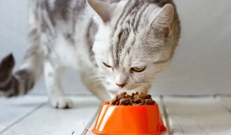 Czy kot może jeść mięso z rosołu? Bezpieczne zasady żywienia dla kota