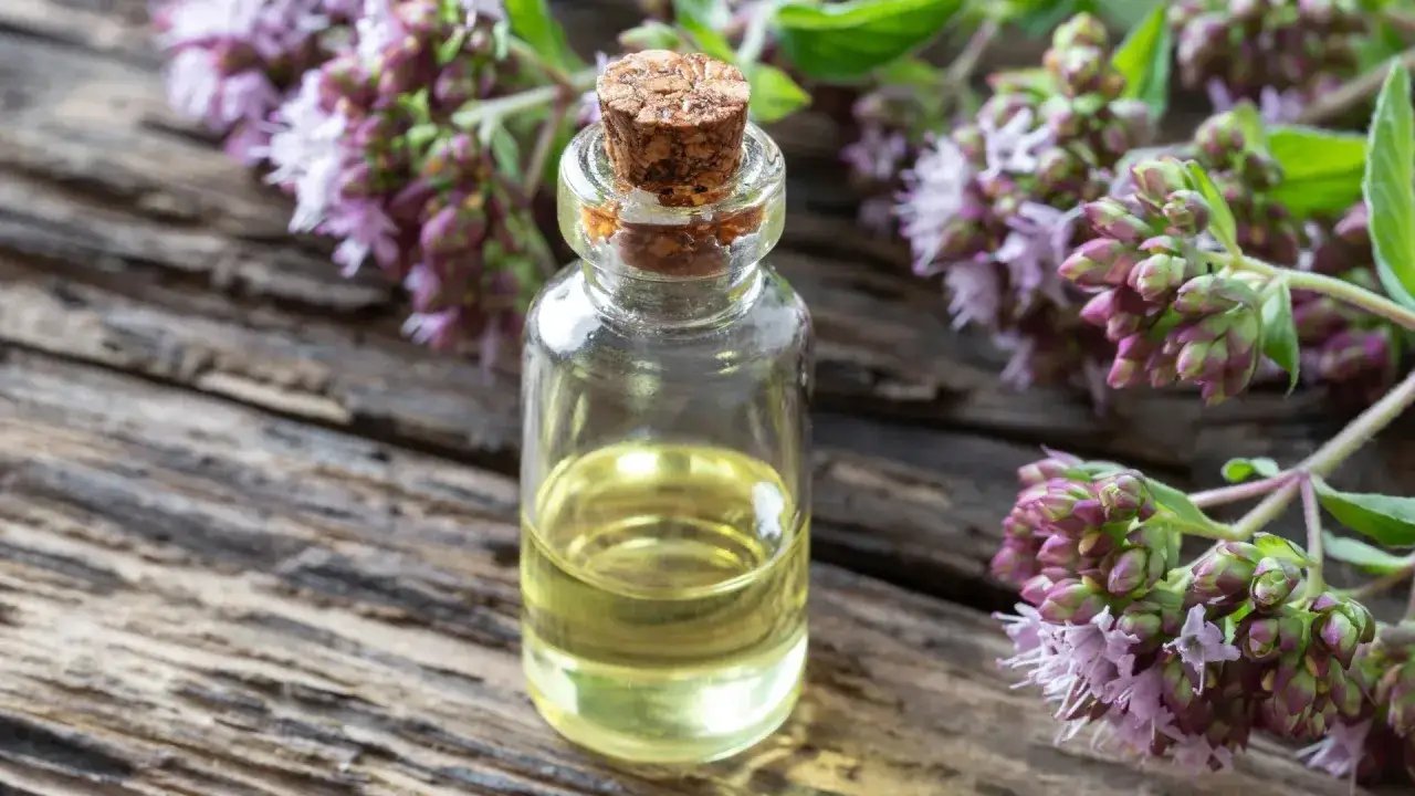 Czy oregano jest zdrowe? Odkryj jego niezwykłe właściwości zdrowotne