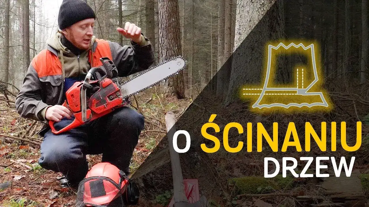 Jak ścinać drzewo żeby nie spadło na budynek - uniknij kosztownych szkód
