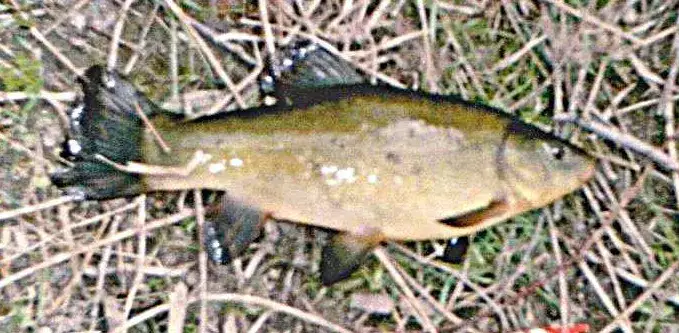 Najlepsza zanęta na lina - skuteczne mieszanki, które przyciągną ryby