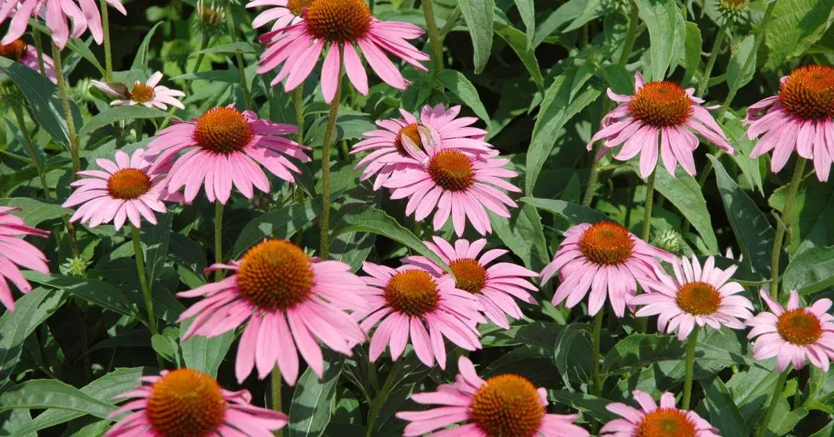 Jak zrobić herbatę z jeżówki, aby cieszyć się jej zdrowotnymi właściwościami