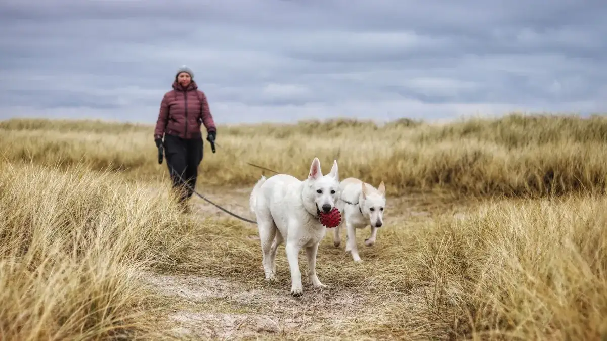 Mit Hund nach Dänemark: Wichtige Tipps und Anforderungen für die Reise