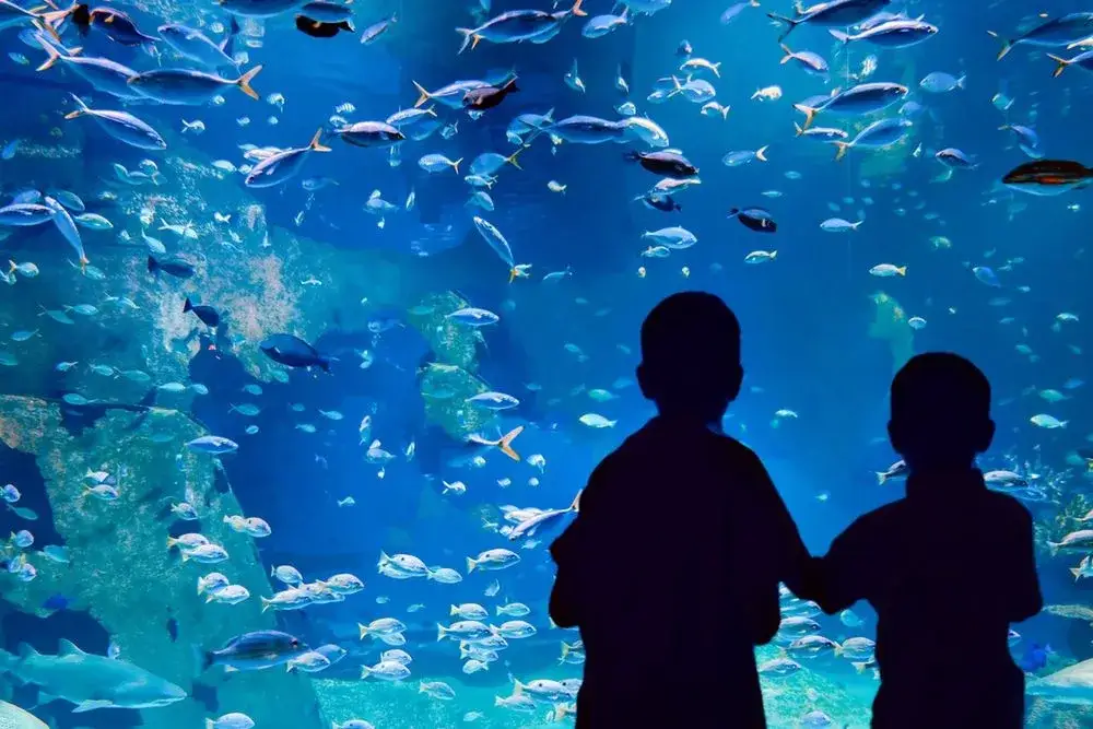 Największe oceanarium na świecie – zaskakujące fakty i porównania