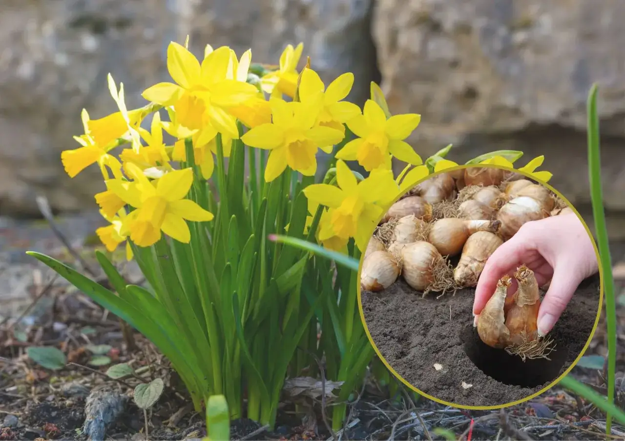 Jak sadzić żonkile w ogrodzie: 7 sprawdzonych zasad pielęgnacji roślin