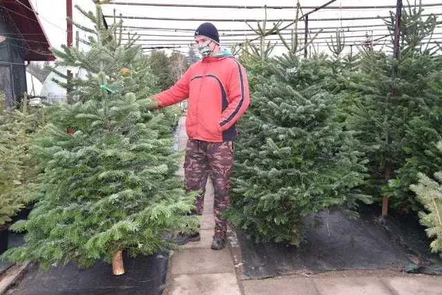 Sprzedaż choinek - ile można zarobić i jakie są prawdziwe koszty?