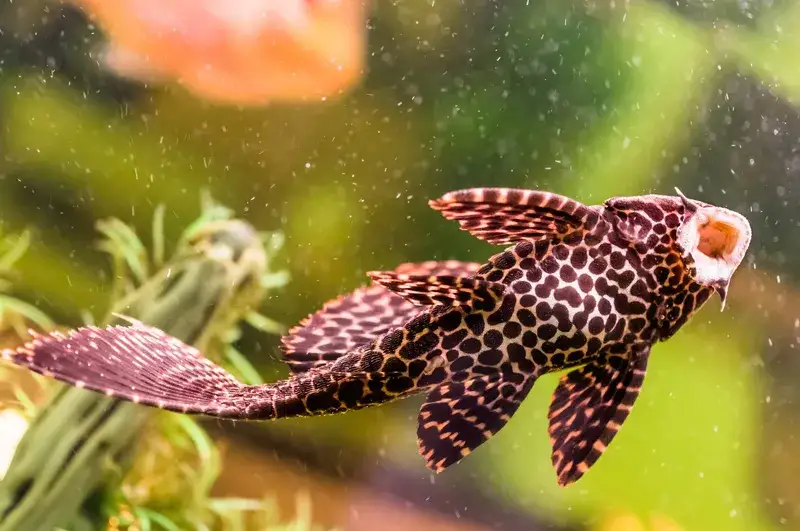 Co ile glonojad składa ikrę? Poznaj tajemnice rozmnażania tych ryb