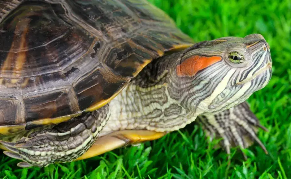 Jak żółwie się rozmnażają? Poznaj tajemnice ich prokreacji