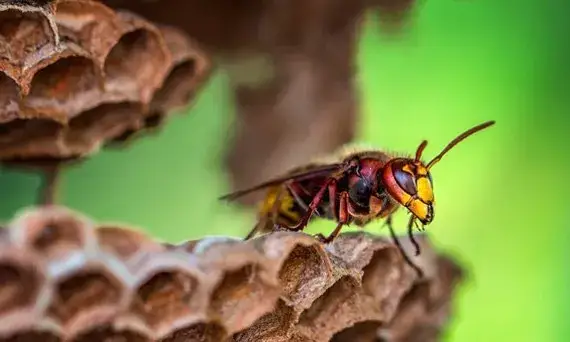 Czym się żywi szerszeń? Odkryj, co naprawdę jedzą te owady
