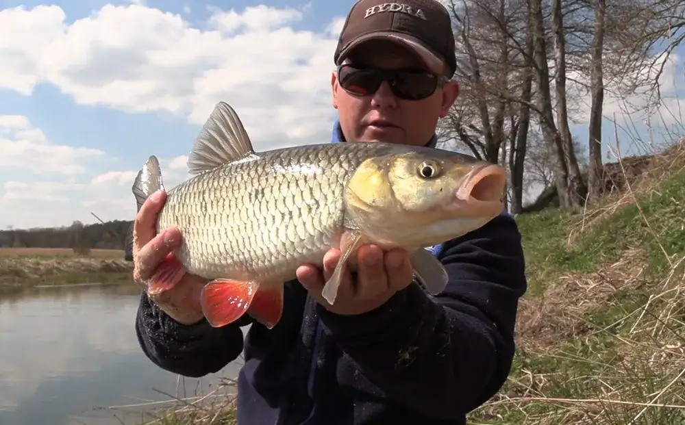 Skuteczna zanęta na klenia – najlepsze przepisy i porady wędkarskie