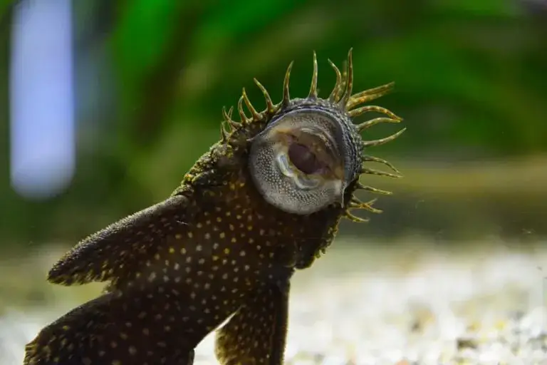 Czy glonojad może zjadać rybki? Sprawdź, co musisz wiedzieć