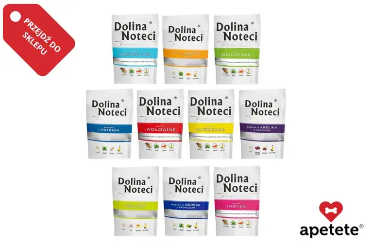 Czy pies może jeść melona? Poznaj bezpieczne zasady karmienia