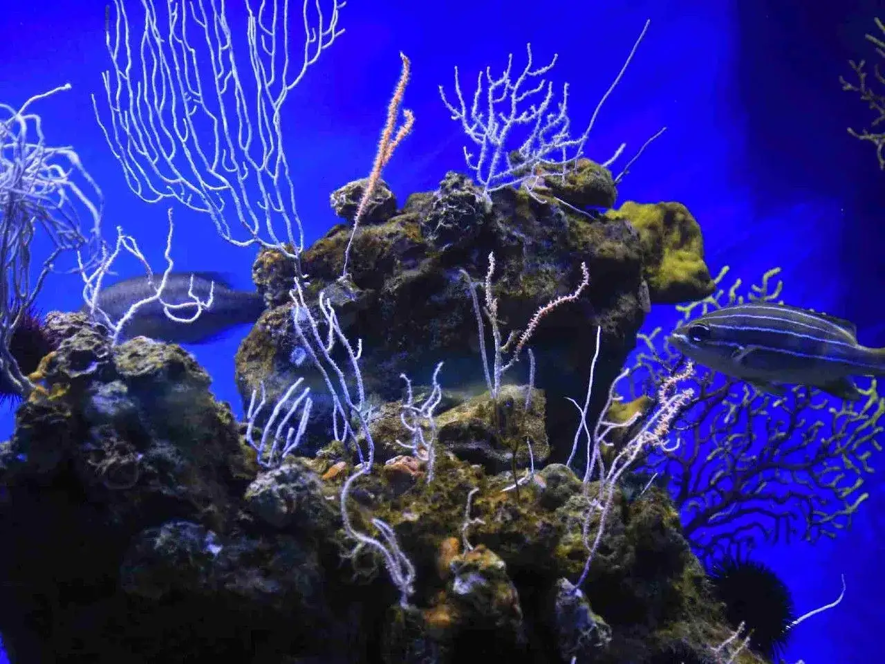 Skuteczne metody na usunięcie glonów z ozdób akwariowych