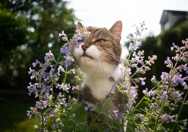 Czy koty mogą jeść kocimiętkę: Kompletny poradnik bezpieczeństwa dla kociarzy