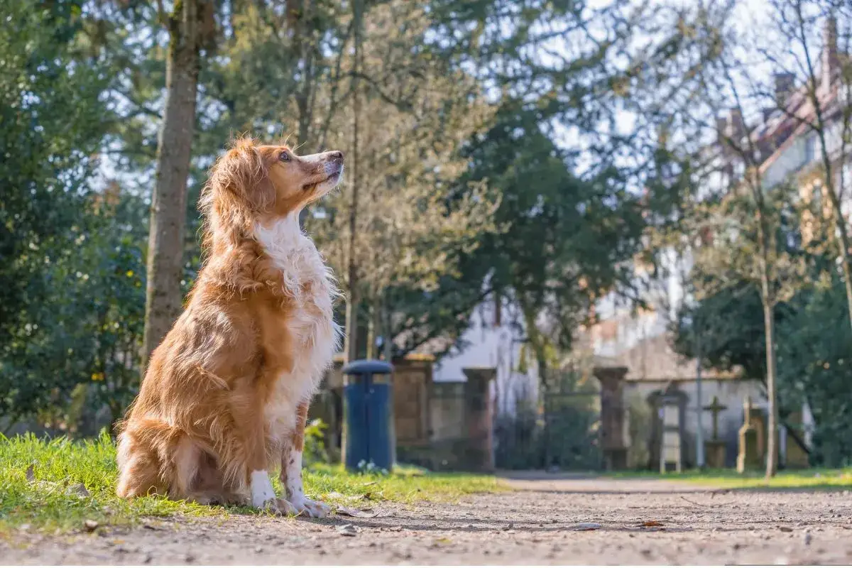 Czy można z psem na cmentarz? Odkryj zasady i regulacje w Polsce