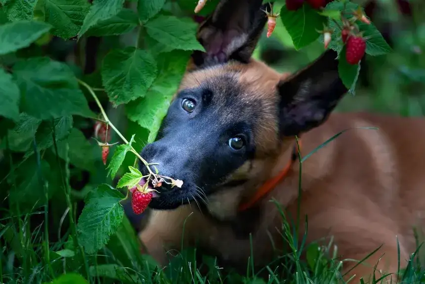 Czy pies może jeść maliny - bezpieczne porcje i wpływ na zdrowie czworonoga