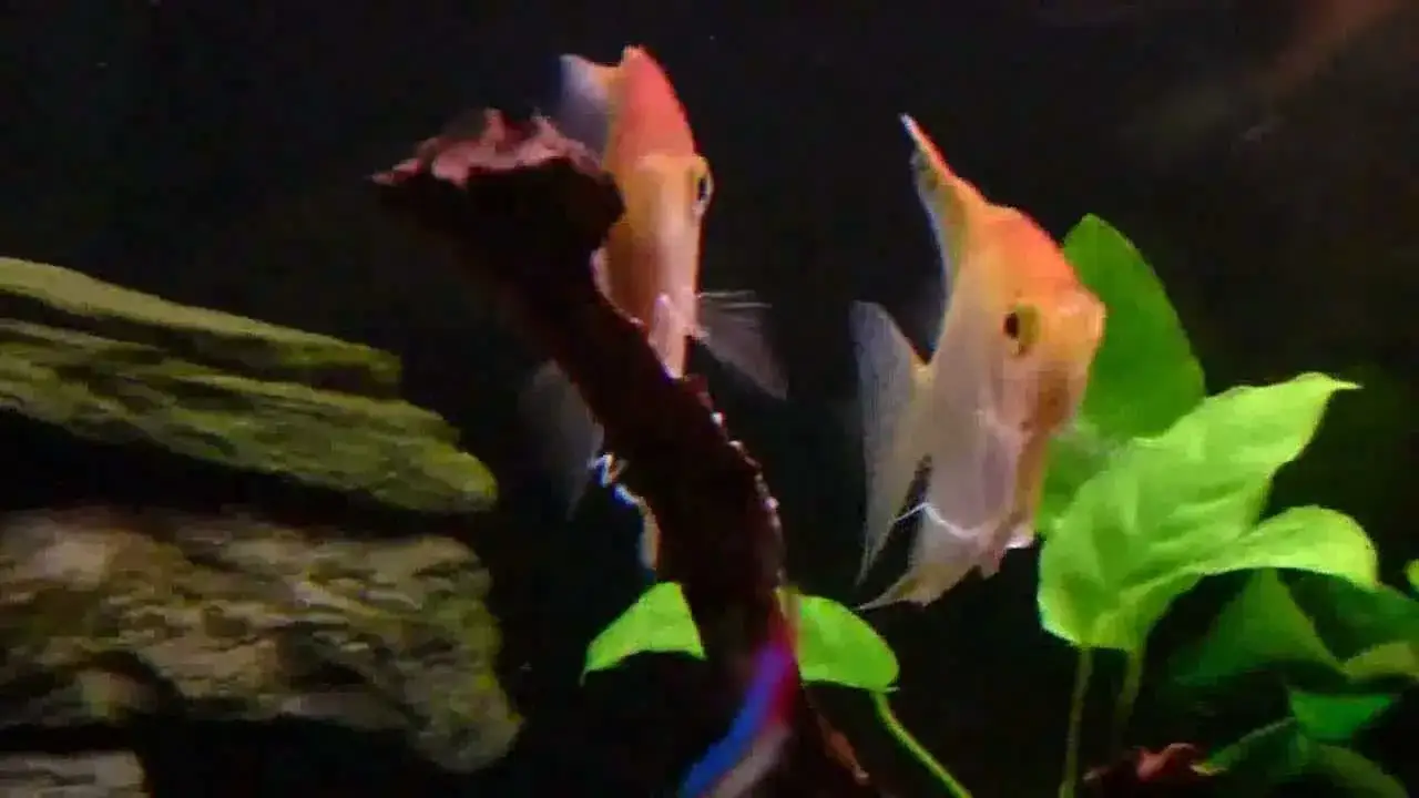 Ile skalarów do 200l? Odkryj idealną liczbę dla zdrowego akwarium