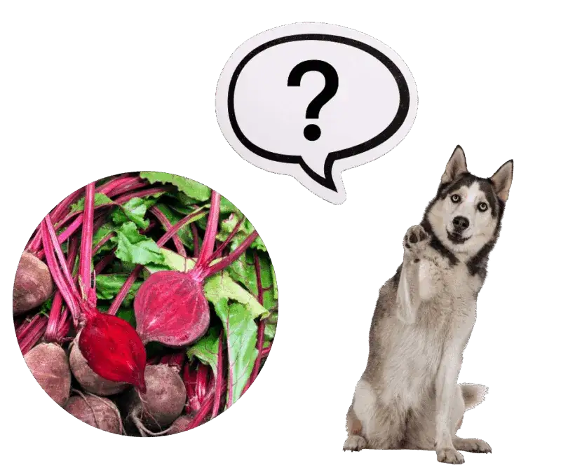Czy pies może jeść buraki gotowane? Oto co powinieneś wiedzieć o ich bezpieczeństwie