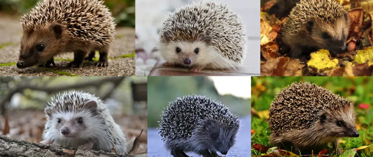 Kiedy jest dzień jeża? Odkryj, dlaczego warto go obchodzić!