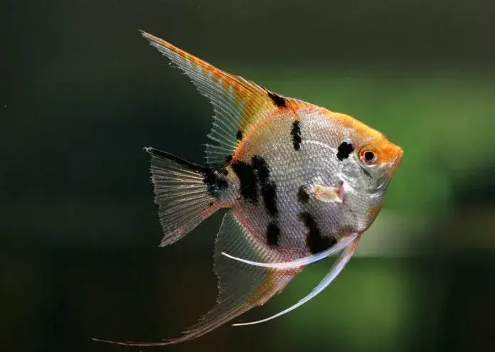 Czym karmić małe skalary, aby uniknąć problemów zdrowotnych?