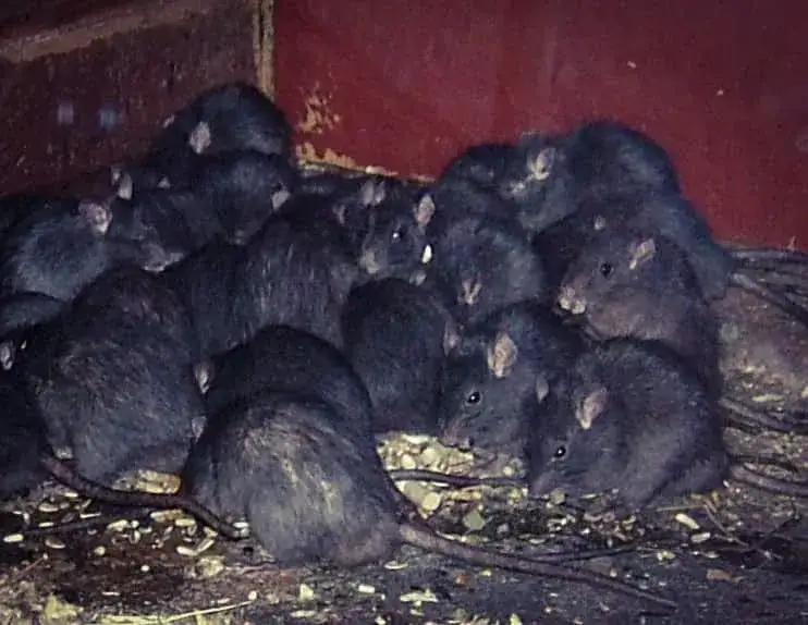 Jak często rozmnażają się szczury? Zaskakujące fakty o ich cyklu rozrodczym