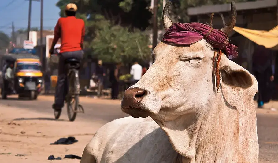 Buddyzm jedzenie: Jak dieta wpływa na duchowość i etykę życia