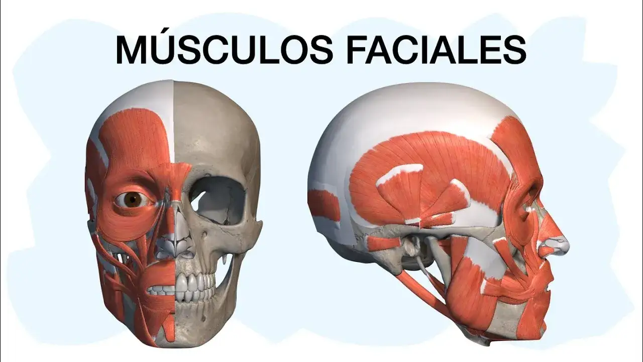 Músculos de la cara y cuello: funciones esenciales que no conocías